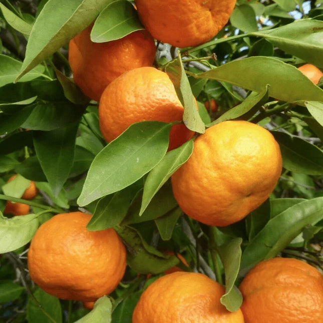 20 Tangerine (Citrus reticulata) Seeds – Citrus Tree for Planting - Seed World