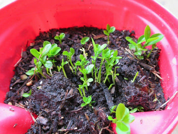 citrus seed planting Tangerine Citrus Tree Seeds for Planting
