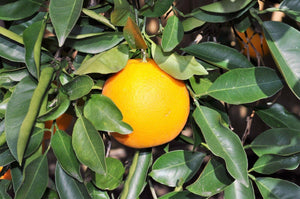 20 Tangerine - Mandarin Orange Citrus Fruit Tree Seeds - Seed World