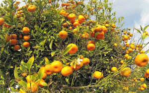 20 Tangerine - Mandarin Orange Citrus Fruit Tree Seeds - Seed World