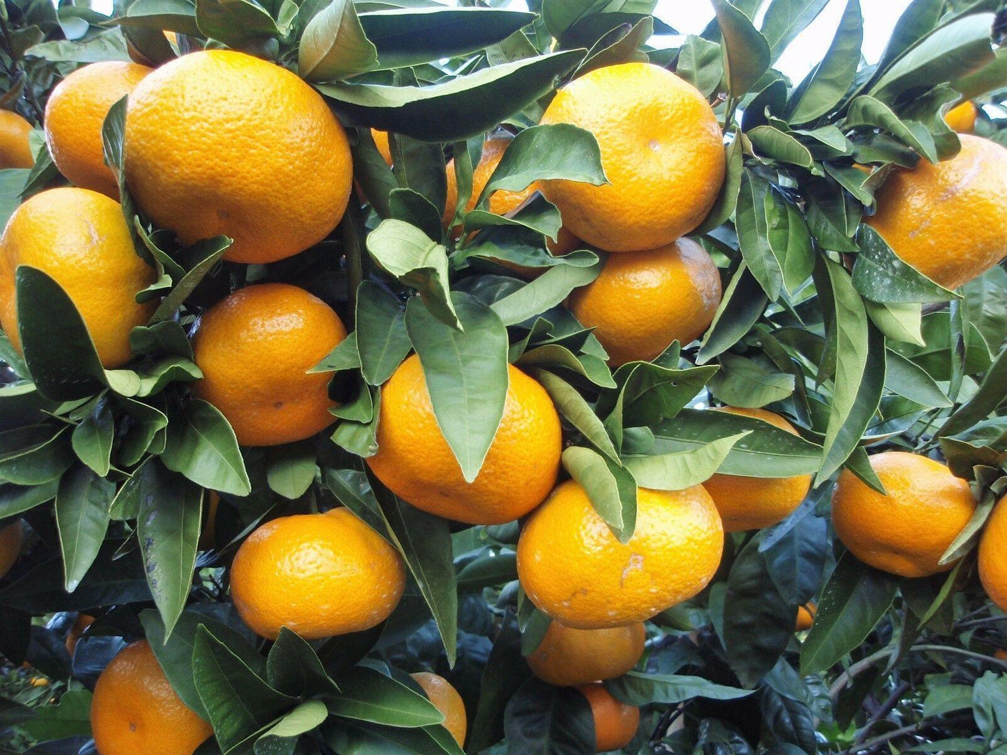 20 Tangerine - Mandarin Orange Citrus Fruit Tree Seeds - Seed World