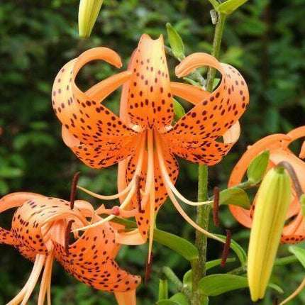 20 Tiger Lily Seeds - Lilium Columbianum - Seed World