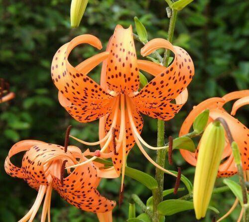 tiger lily plant seeds 20 Tiger Lily Seeds