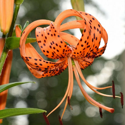 20 Tiger Lily Seeds - Lilium Columbianum - Seed World
