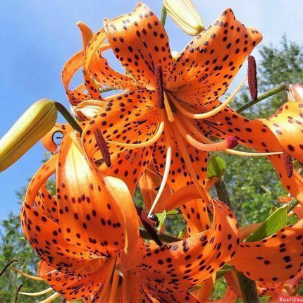 20 Tiger Lily Seeds - Lilium Columbianum - Seed World