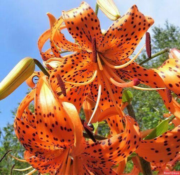 20 Tiger Lily Seeds - Lilium Columbianum  Seed World