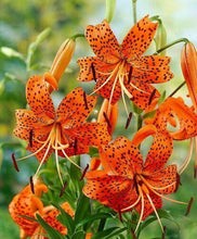 20 Tiger Lily Seeds - Lilium Columbianum - Seed World
