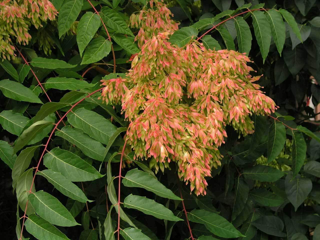 20 Tree of Heaven Seeds - Seed World