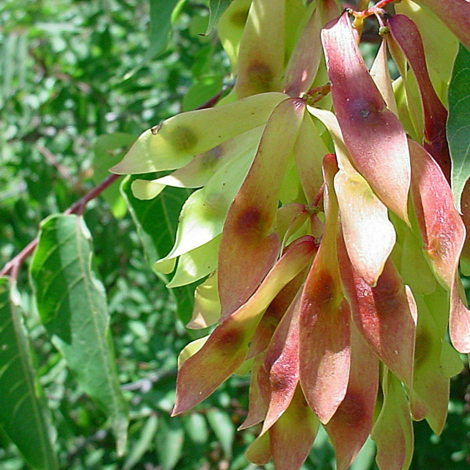 20 Tree of Heaven Seeds - Seed World