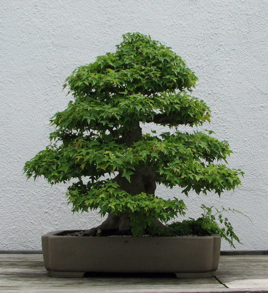 20 Trident Maple Seeds (Acer Buergerianum) Seeds - Seed World