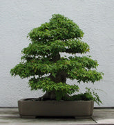 20 Trident Maple Seeds (Acer Buergerianum) Seeds - Seed World