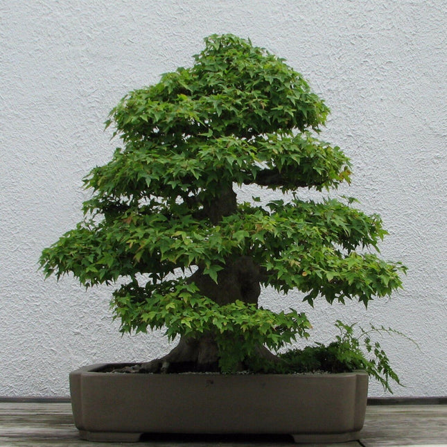 20 Trident Maple Seeds (Acer Buergerianum) Seeds - Seed World