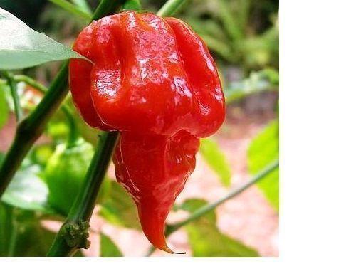 20 Trinidad Scorpion Butch T Seeds - Seed World