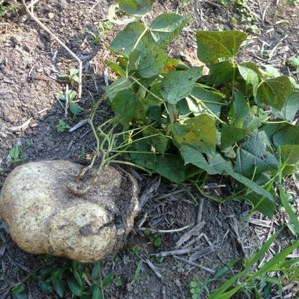 20 True Jicama Seeds | Mexican Yam Bean Turnip Potato - Seed World
