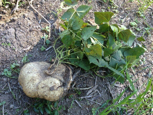 20 True Jicama Seeds | Yam Bean Mexican Turnip Potato - Seed World