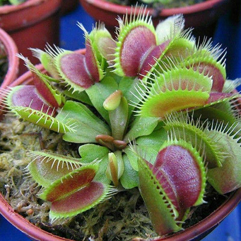 100 Venus Flytrap Seeds - Seed World