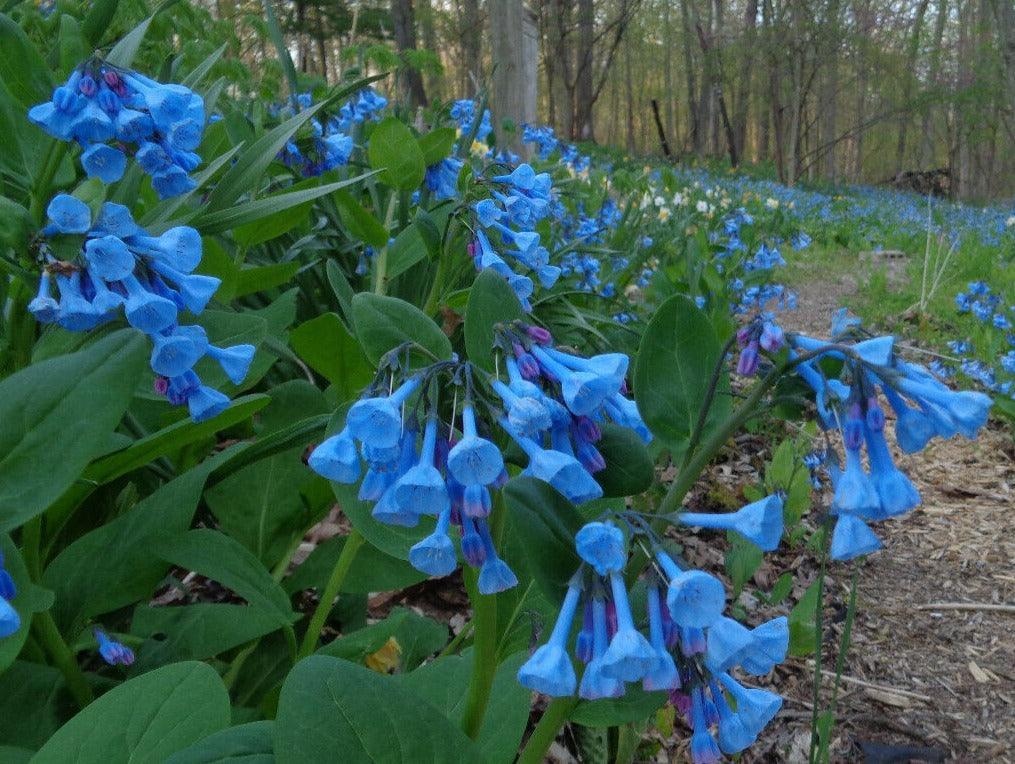 Virginia Bluebells Seeds (Mertensia virginica)