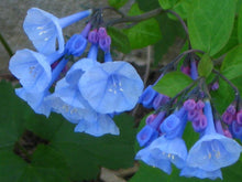 20 Virginia Bluebells Seeds - Seed World