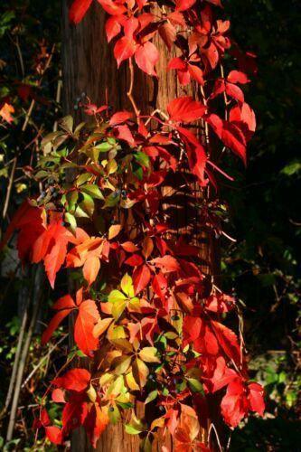20 Virginia Creeper (Parthenocissus Quinquefolia) Seeds - Seed World
