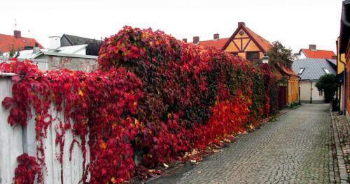 20 Virginia Creeper (Parthenocissus Quinquefolia) Seeds - Seed World