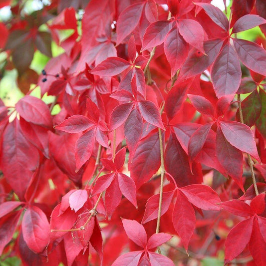 20 Virginia Creeper (Parthenocissus Quinquefolia) Seeds - Seed World