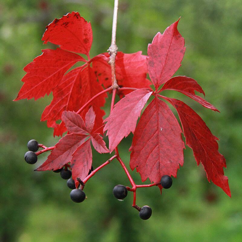 20 Virginia Creeper (Parthenocissus Quinquefolia) Seeds - Seed World