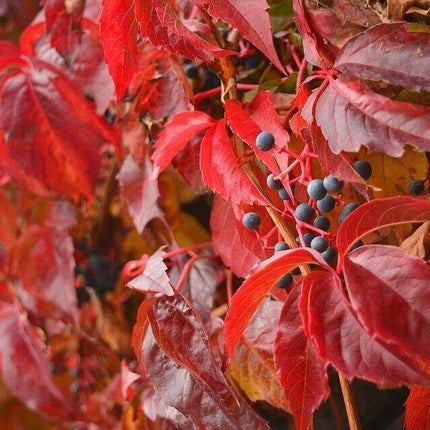 20 Virginia Creeper (Parthenocissus Quinquefolia) Seeds - Seed World