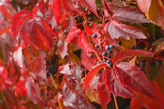 20 Virginia Creeper (Parthenocissus Quinquefolia) Seeds - Seed World