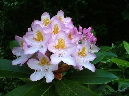 20 Western Azalea Seeds - Seed World