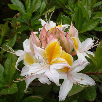 20 Western Azalea Seeds - Seed World