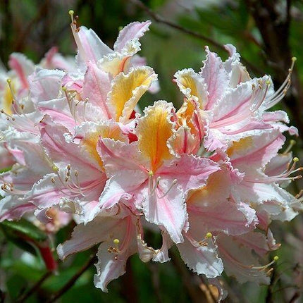 20 Western Azalea Seeds - Seed World