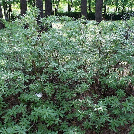 20 Western Azalea Seeds - Seed World