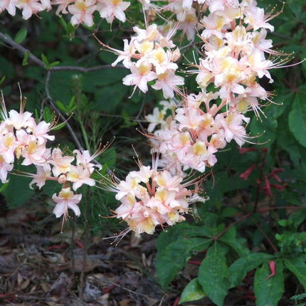 20 Western Azalea Seeds - Seed World