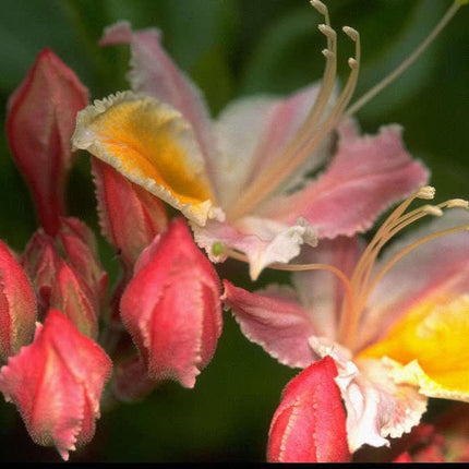 20 Western Azalea Seeds - Seed World