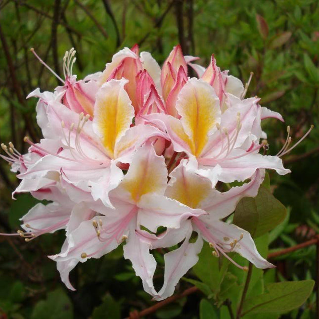 20 Western Azalea Seeds - Seed World