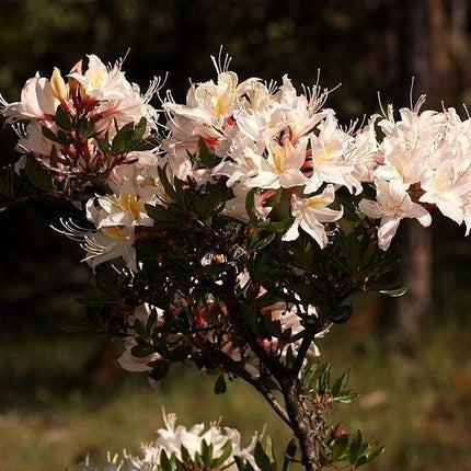20 Western Azalea Seeds - Seed World