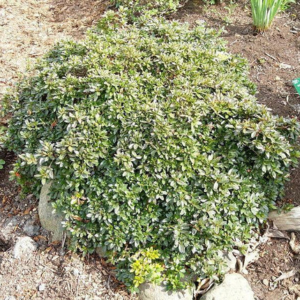 20 Western Azalea Seeds - Seed World