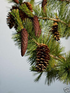 20 Western White Pine | Pinus Monticola Tree Seeds - Seed World