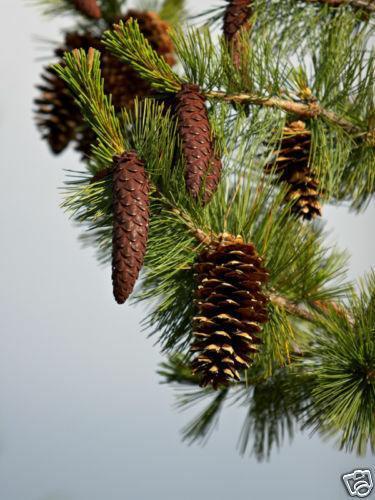 20 Western White Pine | Pinus Monticola Tree Seeds - Seed World