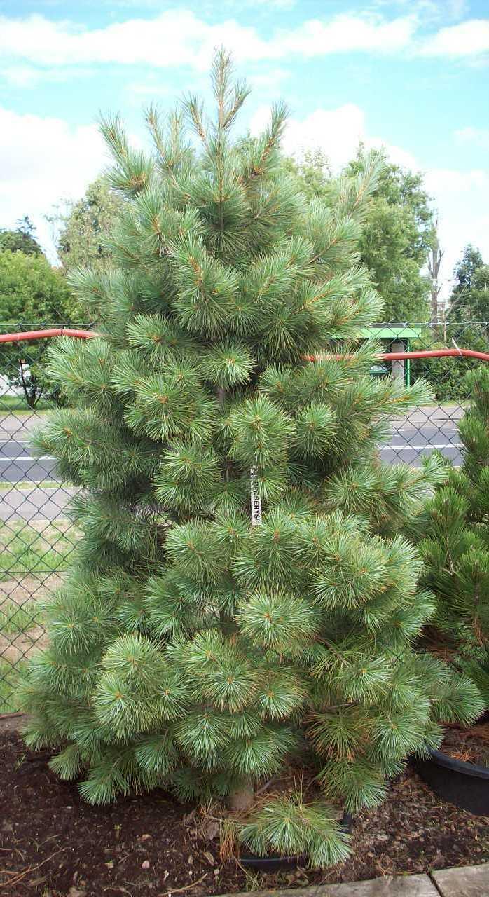 Western White Pine, Pinus monticola