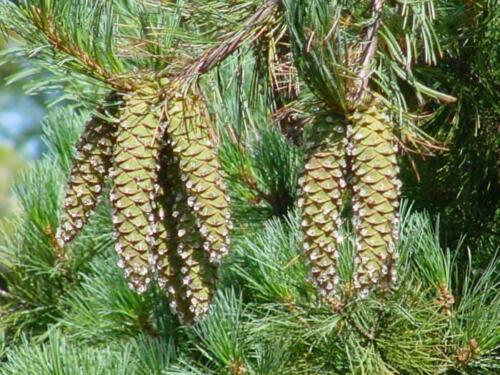 20 Western White Pine | Pinus Monticola Tree Seeds - Seed World