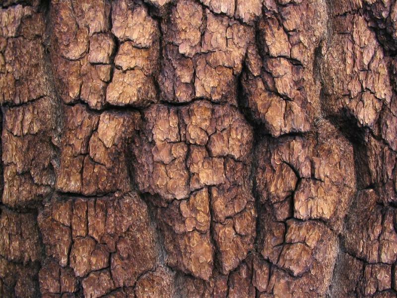 20 Western White Pine | Pinus Monticola Tree Seeds - Seed World