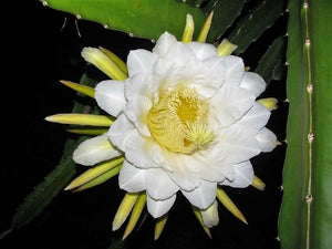20 White Dragon Fruit (Cactus) Seeds - Seed World
