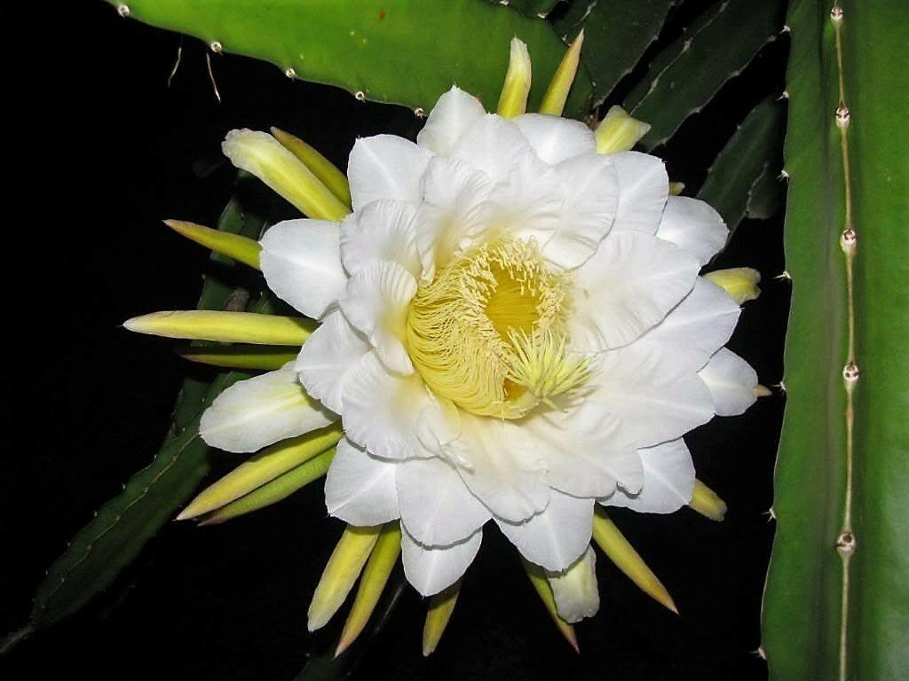 20 White Dragon Fruit (Cactus) Seeds – Pitaya Exotic Edible Cactus - Seed World
