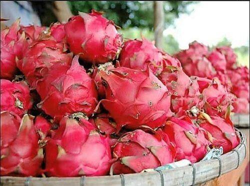 20 White Dragon Fruit (Cactus) Seeds – Pitaya Exotic Edible Cactus - Seed World