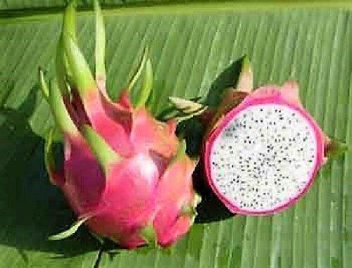 20 White Dragon Fruit (Cactus) Seeds – Pitaya Exotic Edible Cactus - Seed World