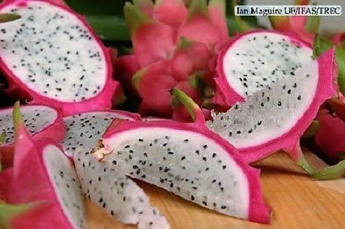 20 White Dragon Fruit (Cactus) Seeds – Pitaya Exotic Edible Cactus - Seed World