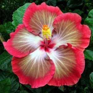 20 White Pink Red Hibiscus Seeds - Seed World
