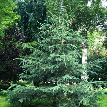 20 White Spruce Seeds (Picea Glauca) - Seed World