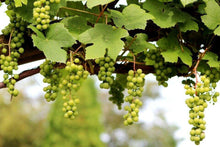 20 Wine Grape (Vitis Vinifera) Seeds - Seed World